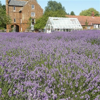 Norfolk Summer Delights 