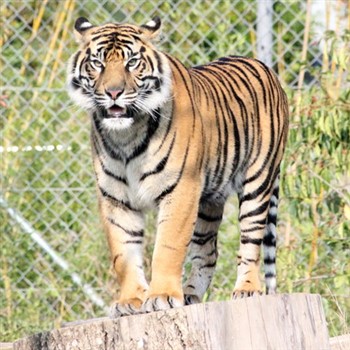 Chester or the Zoo